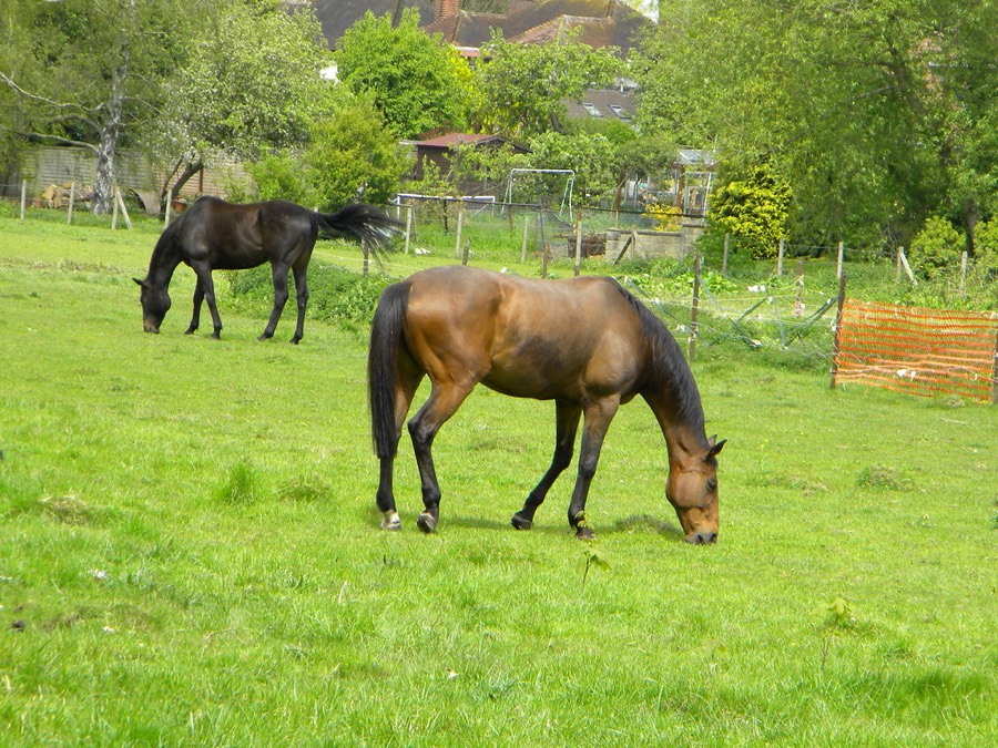 Horses grazing in a paddock beside acreage stables